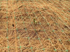 椰絲毯應用于護坡植被